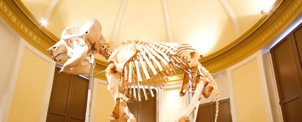 hetnatuurhistorisch_header2.png hetnatuurhistorisch_header2.png