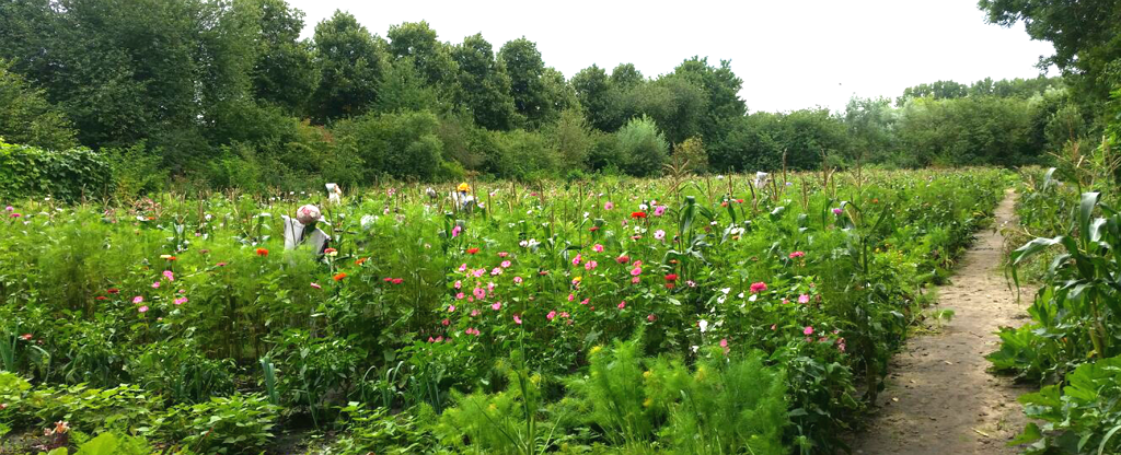 educatieve-tuin-lieven-de-key_header.png educatieve-tuin-lieven-de-key_header.png