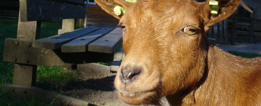 kinderboerderij-de-blijde-wei_header.png