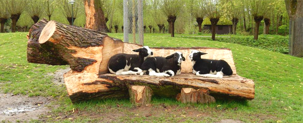 kinderboerderij-de-molenwei_header.png